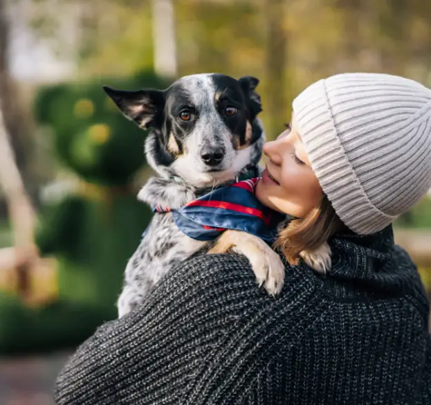 Senior dog receiving loving care from owner in Herriman, UT